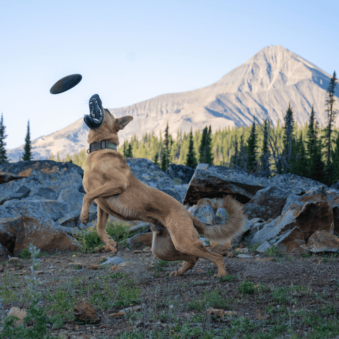 Monster K9 Aero Disc | Heavy Duty Dog Frisbee for Aggressive Chewers