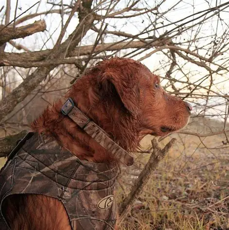 Avery Dog Collar Cut-to-Fit