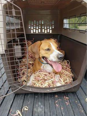 Red Cedar Ribbon Bedding - Red Cedar Dog Bedding