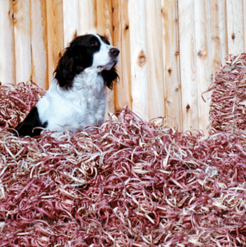 Red Cedar Ribbon Bedding - Red Cedar Dog Bedding