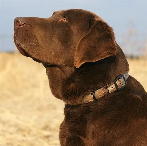 Avery Dog Collar Cut-to-Fit