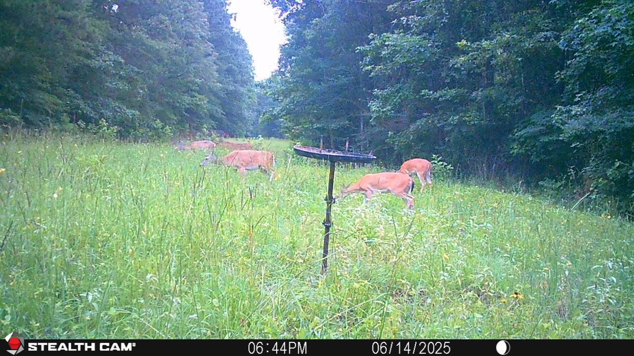 Buck Weed High Protein Food Plot Seed