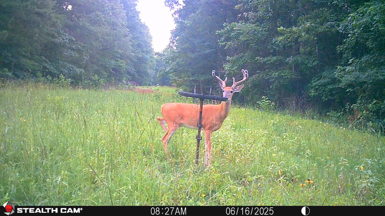 Buck Weed High Protein Food Plot Seed