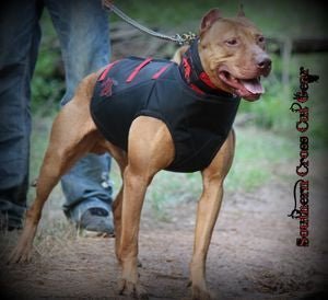 Dirty Dawg Catch Vest- Collar Separate Ballistics/Felt