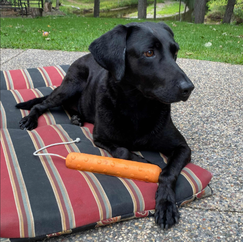 Dokken Super Dummy Foam Training Dummies 6-Pack - Foam Retriever Dog Training Bumper