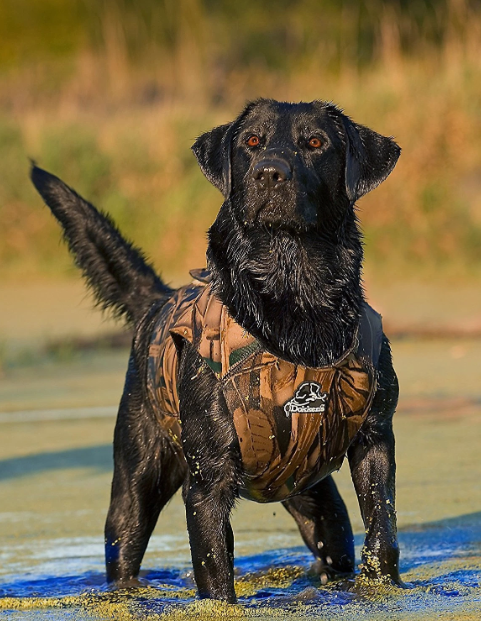 Dokken Neoprene Supervest Xtreme