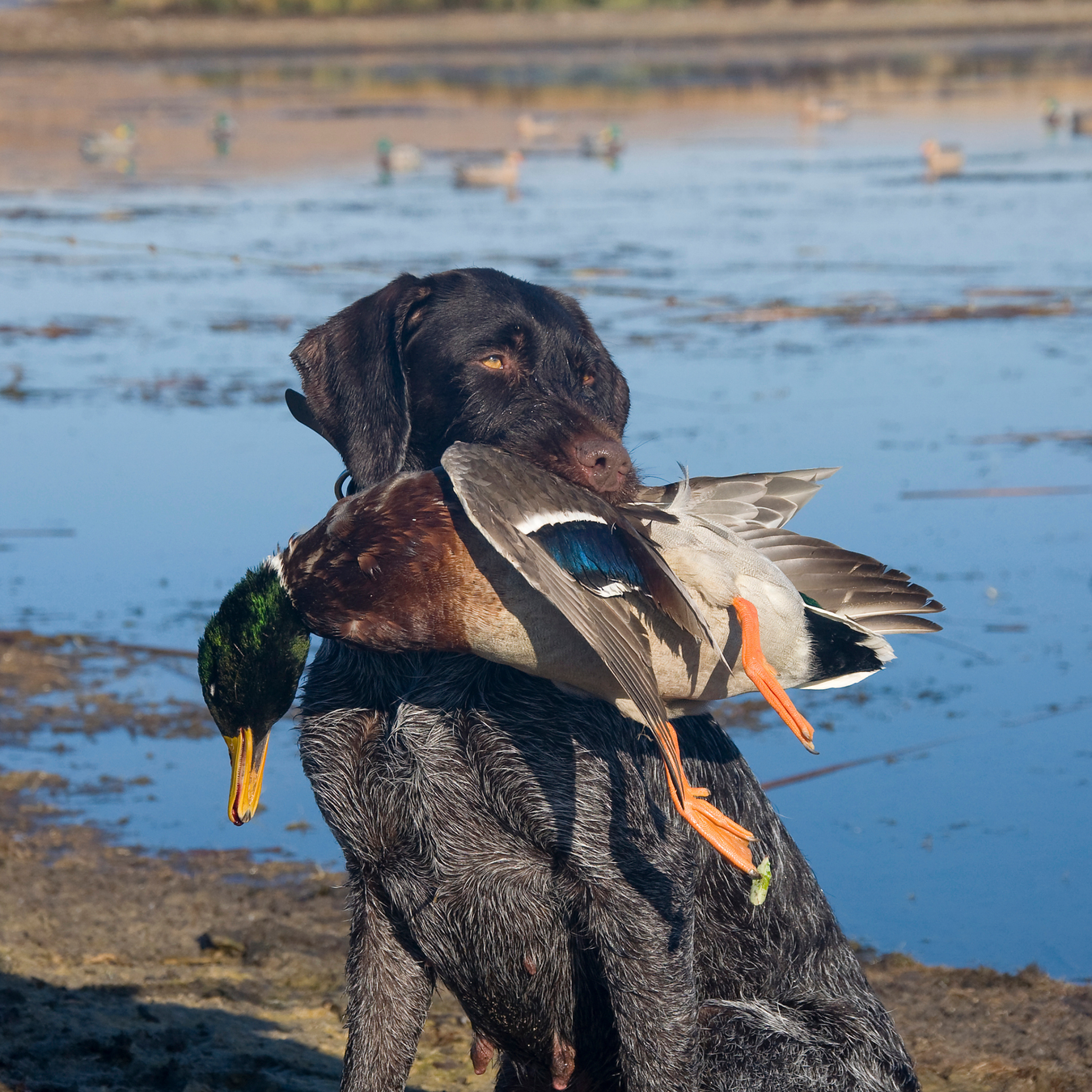 Game Calls and Lanyards