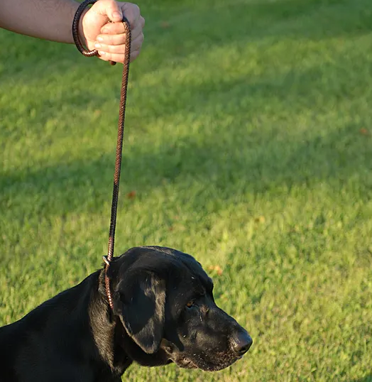 Avery Leather Line Lead