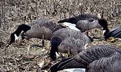 Real-Geese Pro Series Canada Goose Decoys - Silhouette Goose Decoys