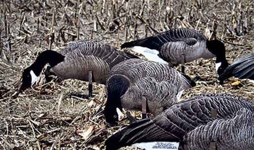 Real-Geese Pro Series II Canada Goose Decoys - Silhouette Goose Decoys