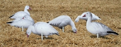 Real-Geese Pro Series II Snow Goose Decoys - Silhouette Snow Goose Decoys