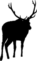 Decal Elk Bull! 1302