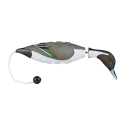 Avery EZ Bird Pintail