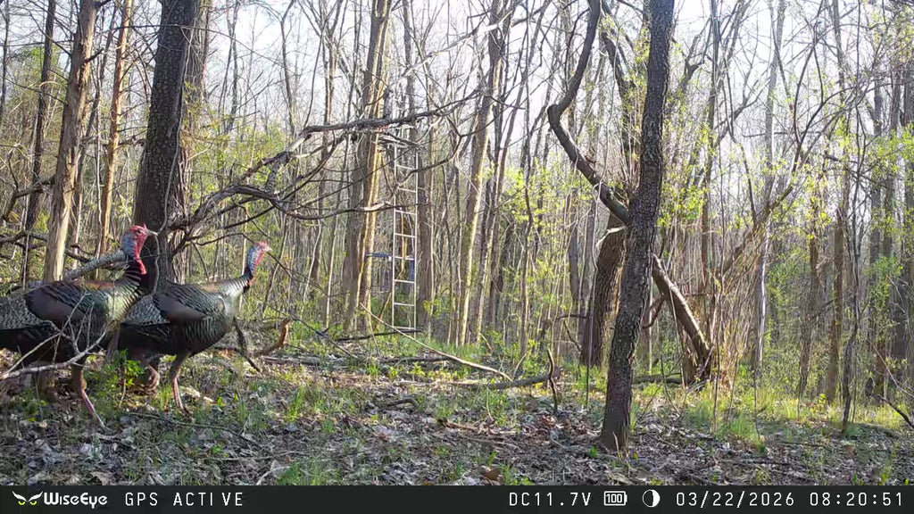 WiseEye Trail Camera Turkey Scouting