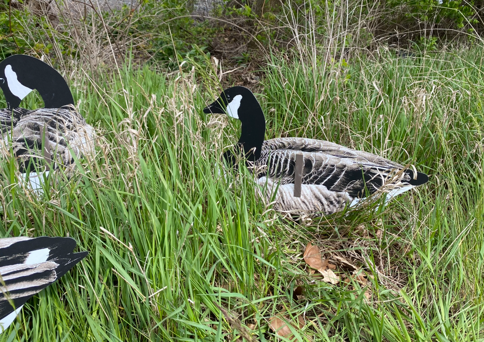 Real-Geese Pro Series II Sit’N Geese Silhouette Decoys – ½ Dozen