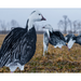 Real geese decoys featherlite econo blue geese