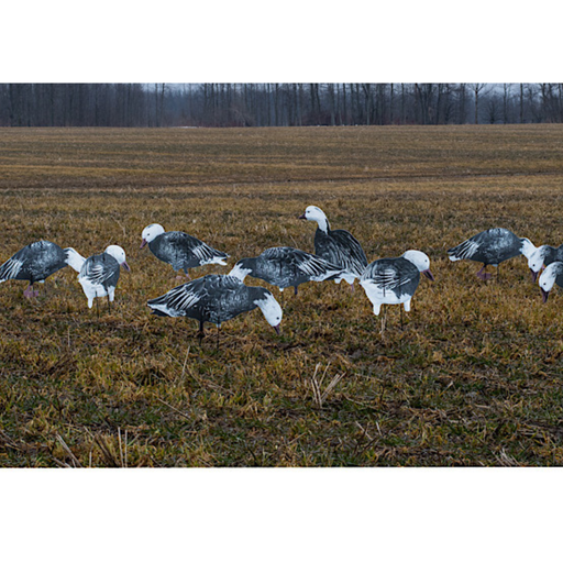 Econo Blue Feather lite goose decoys