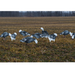 Econo Blue Feather lite goose decoys