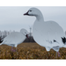 real geese econo snow goose decoys