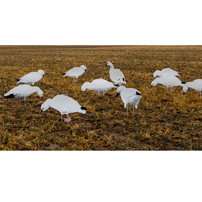 Real Geese featherlite snow goose decoys