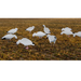 Real Geese featherlite snow goose decoys