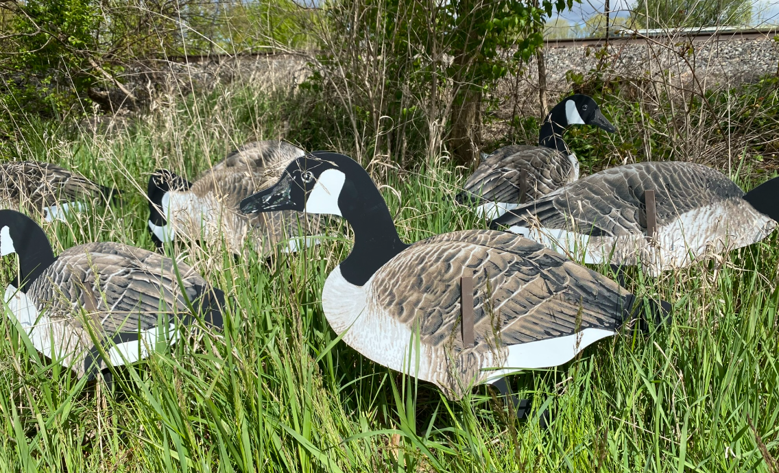 Magnum Lite 3D Canada Geese – 1 Dozen