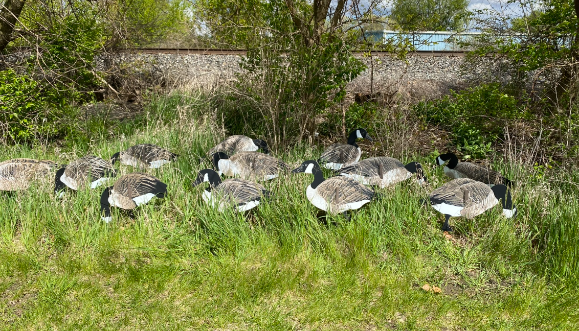 Magnum Lite 3D Canada Geese – 1 Dozen