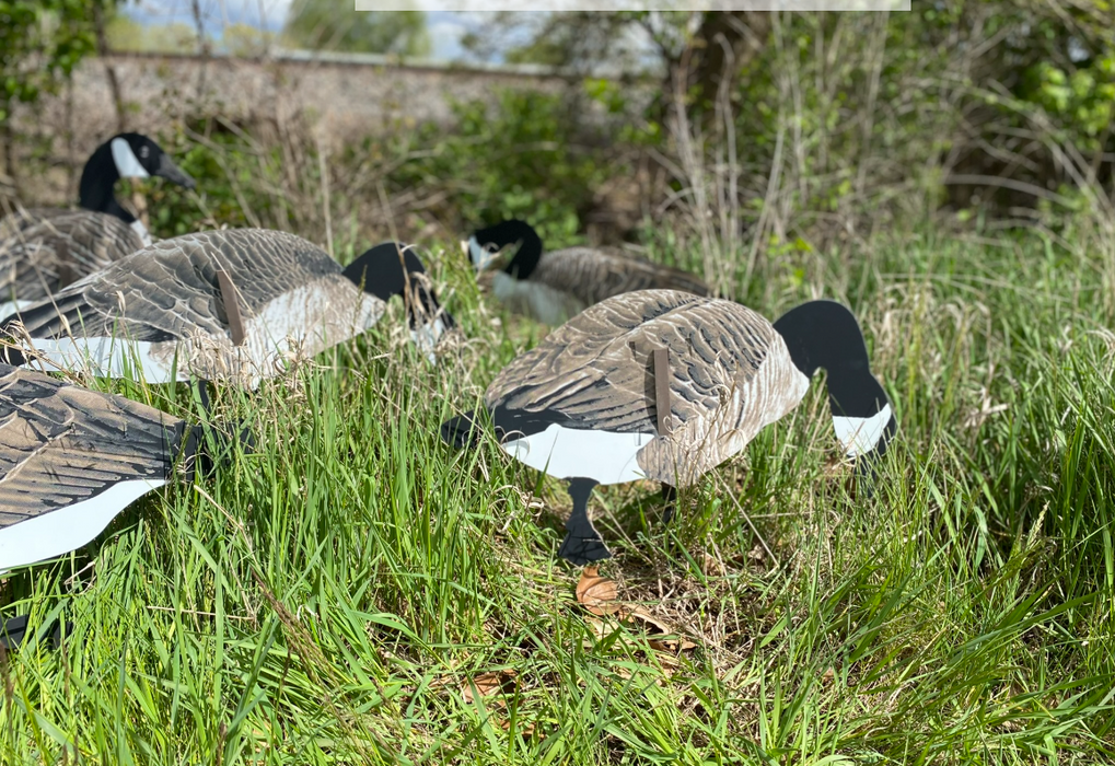 Magnum Lite 3D Canada Geese – 1 Dozen