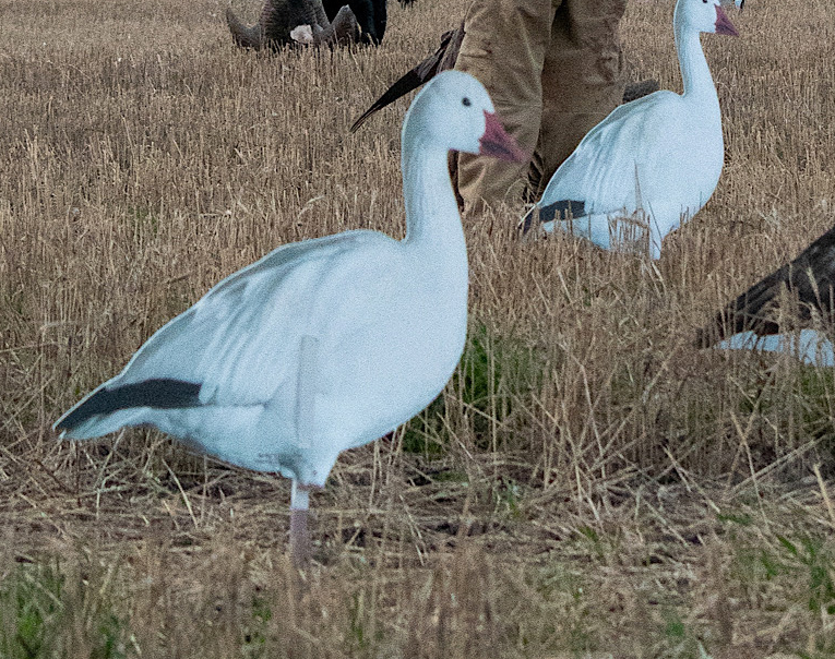 Real-Geese Snow Goose Decoys - Pro Series II High-Quality 1 Dozen