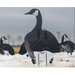 Xclipse real geese upright goose decoys