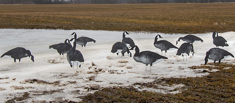 Xclipse Shadow Series Canada Silhouette Decoys