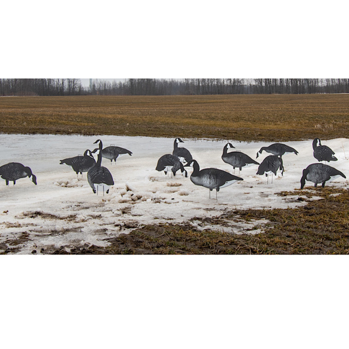 Real geese upright goose decoys in a field