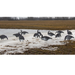 Real geese upright goose decoys in a field
