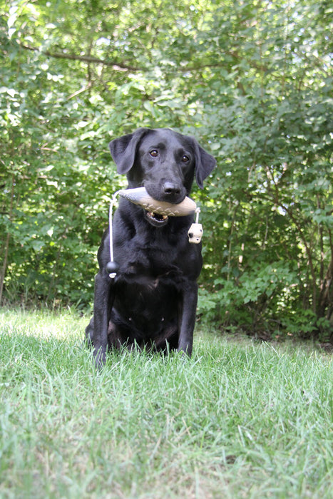 dove dummy in black lab mouth - dog training