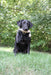 dove dummy in black lab mouth - dog training