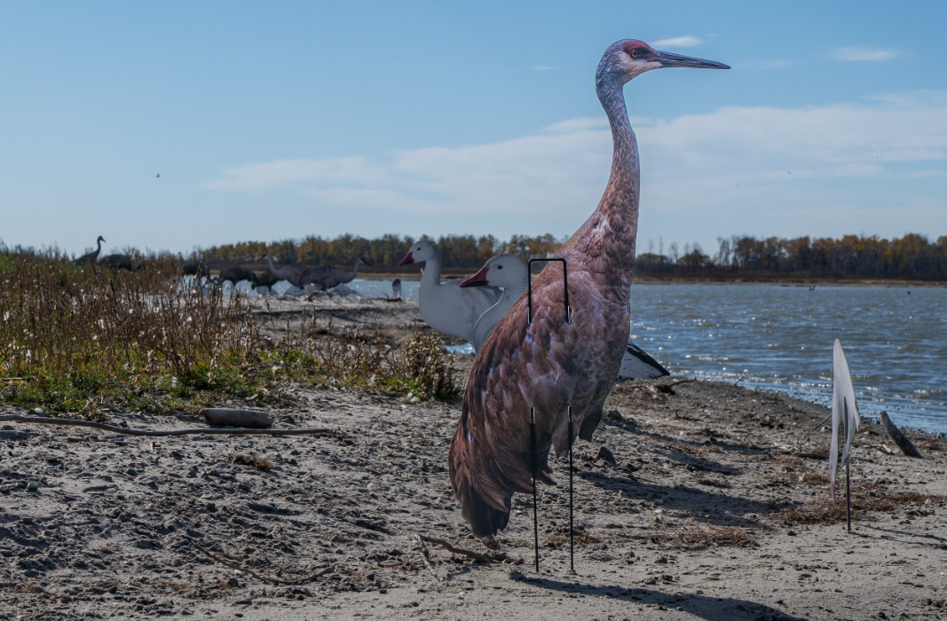 Real-Geese Gen 3 Sandhill Crane Silhouette Decoys – 4 Pack