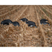 Real Geese black and white shadow X goose silhouette decoys in a field