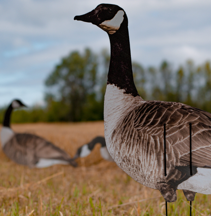 Real-Geese VIVID Series Canada Silhouette Decoys
