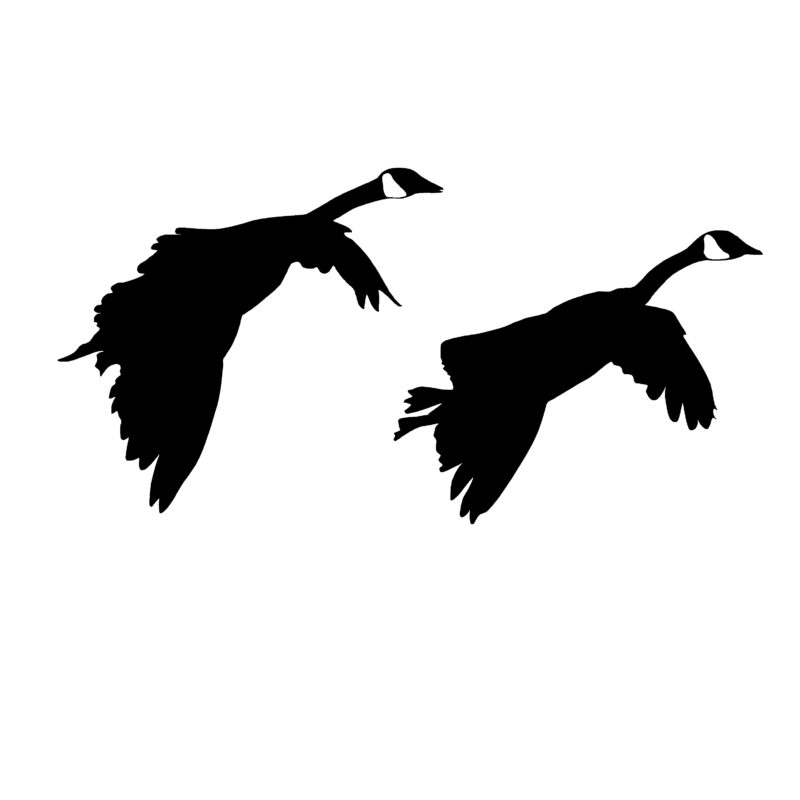 Honker Fly By, Goose Decal