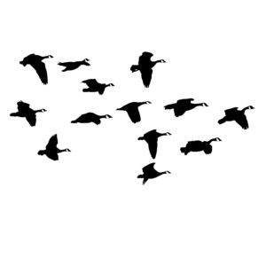 Mess of Geese, Going By Decal