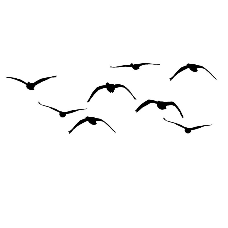String of Geese Comin' at Ya Decal