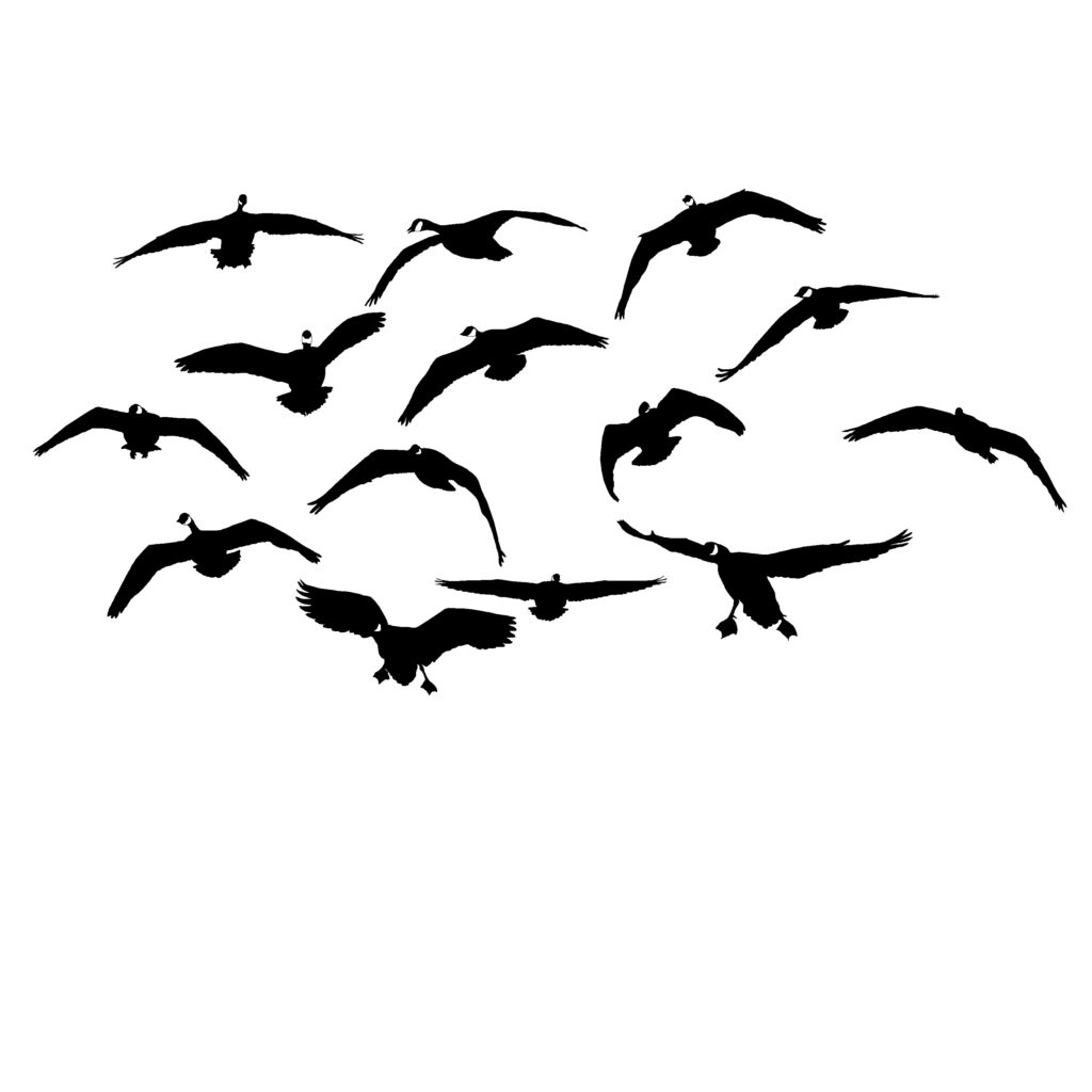 mess-of-geese-comin-at-ya-decal-mess-of-geese-sticker-2030