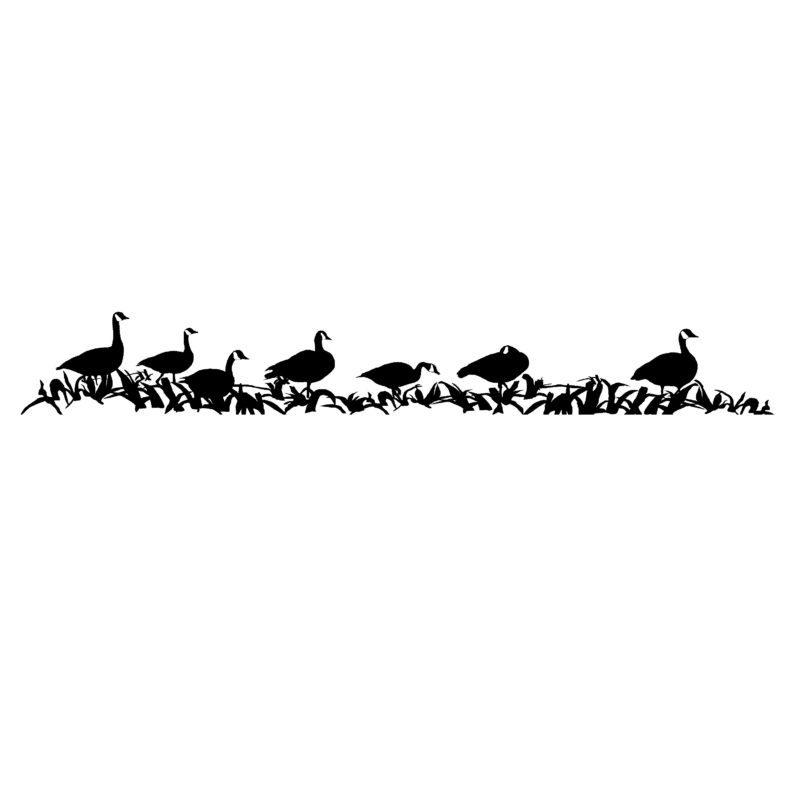Geese Standing, In Corn Decal