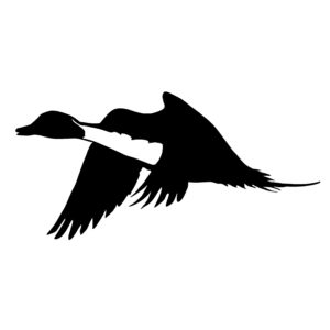 Pintail Flyin By Decal