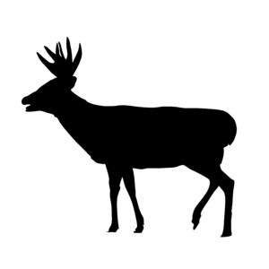 Whitetail Buck, Deer Hunting Decal