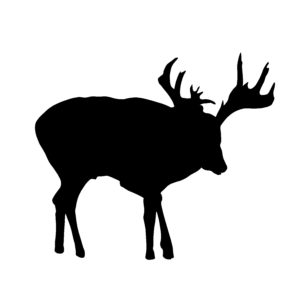 Whitetail Deer, Comin' In Decal