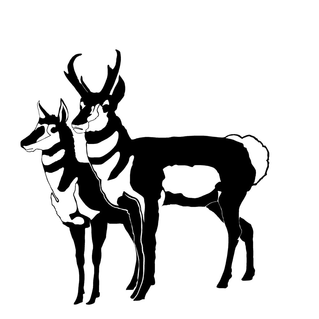 Pair of Pronghorns, Window Decal