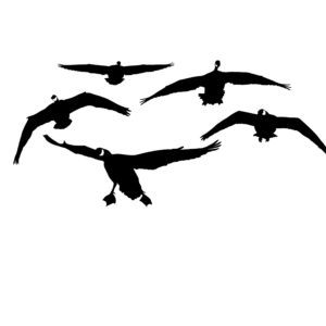 Canadian Geese, From The Front Decal