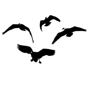 Canadian, Geese, From the Front Decal