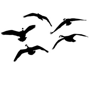 Canadian Geese, From the Side Decal